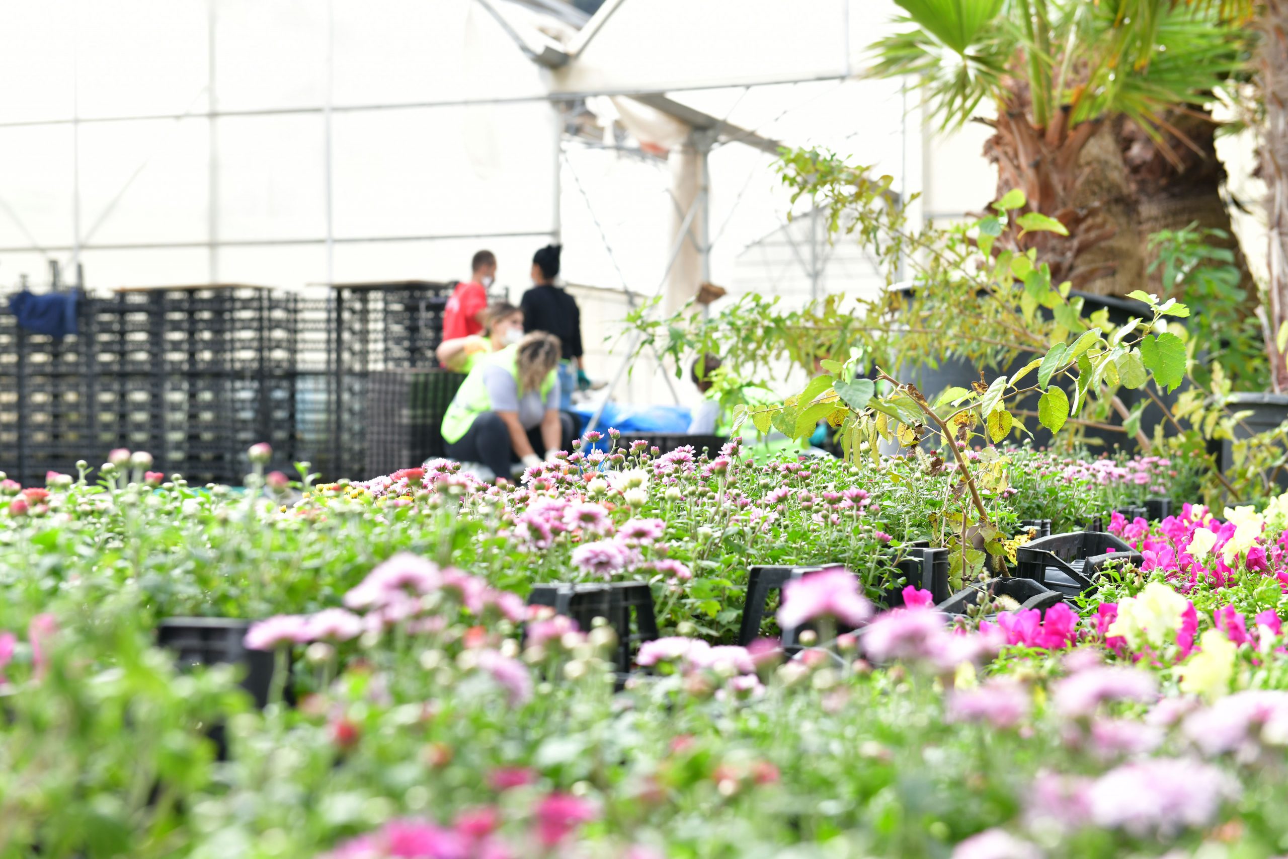 Çiğli Belediyesi Kendi Çiçeğini Üretiyor