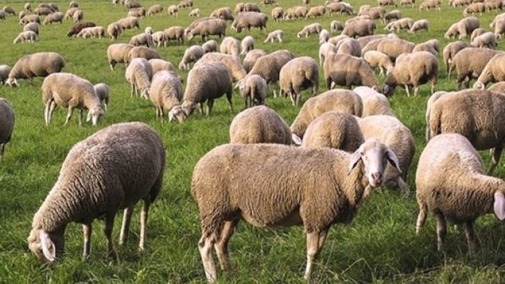 Çiftçi yine hayal kırıklığına uğradı! 500 bin koyun dağıtacağız sözünü verdiler, 87 bin koyun dağıtabildiler