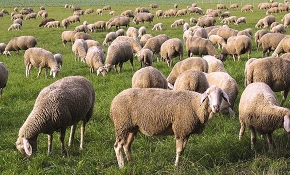 Çiftçi yine hayal kırıklığına uğradı! 500 bin koyun dağıtacağız sözünü verdiler, 87 bin koyun dağıtabildiler