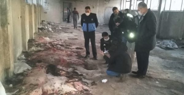 Konak zabıtası Atları kurtardı
