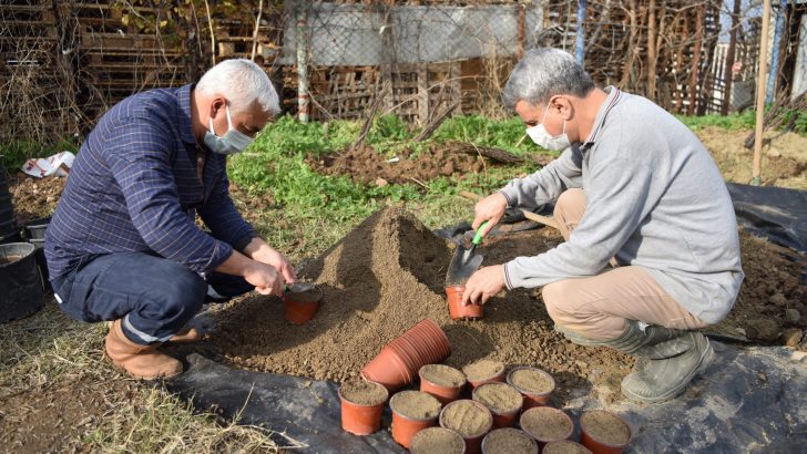 Bornova Lavanta kokacak