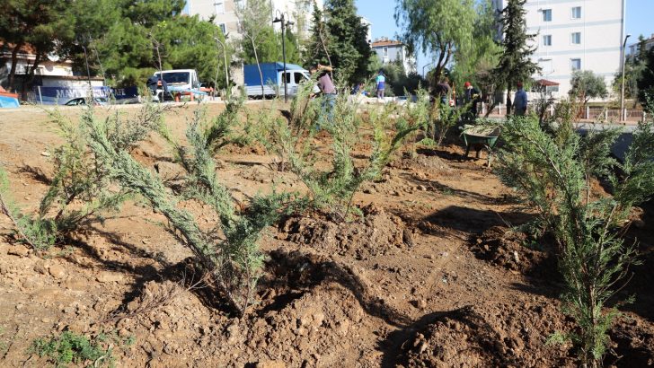 Menderes Yeşile Bürünüyor