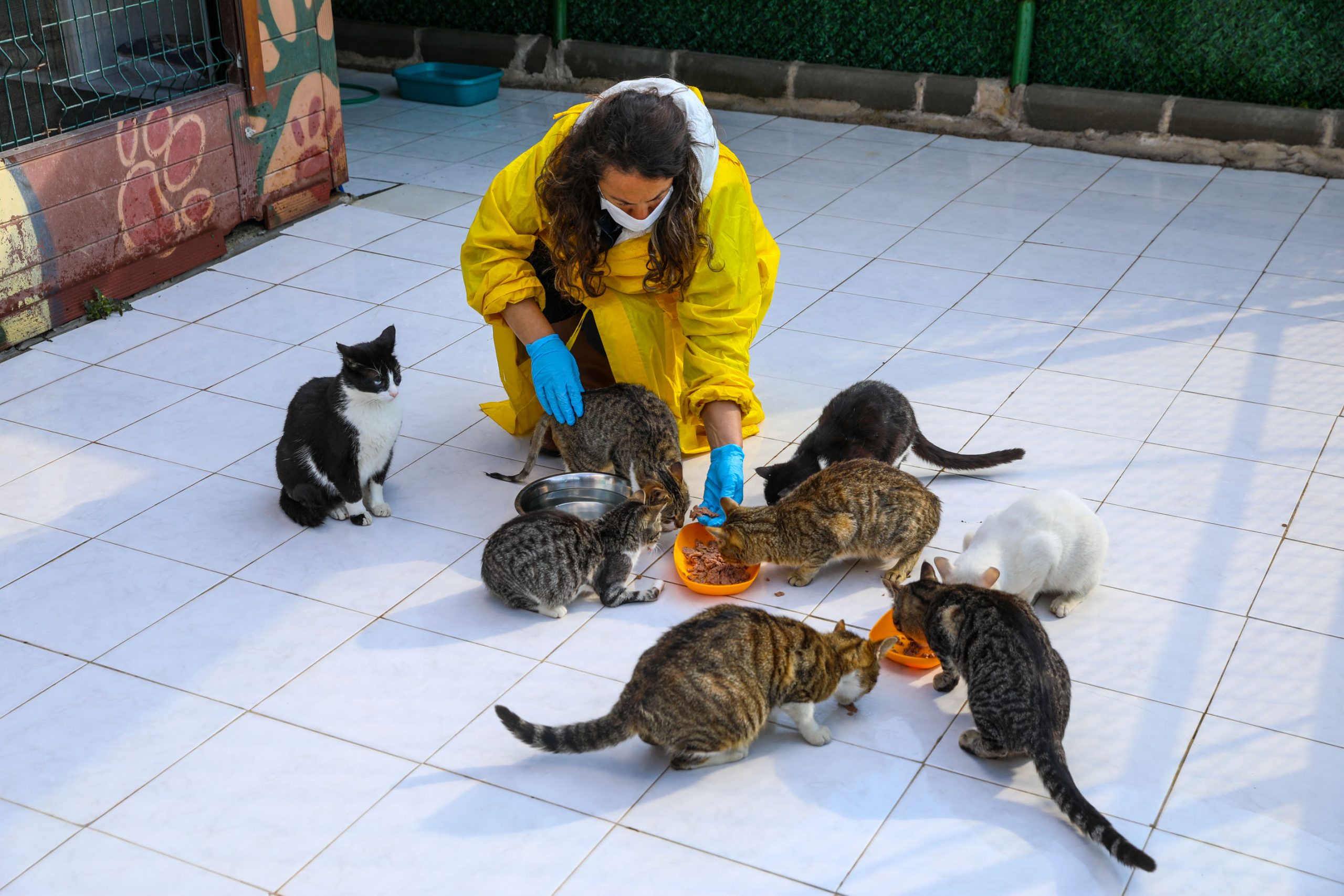 Buca’da engelli kedilere 5 yıldızlı hizmet  