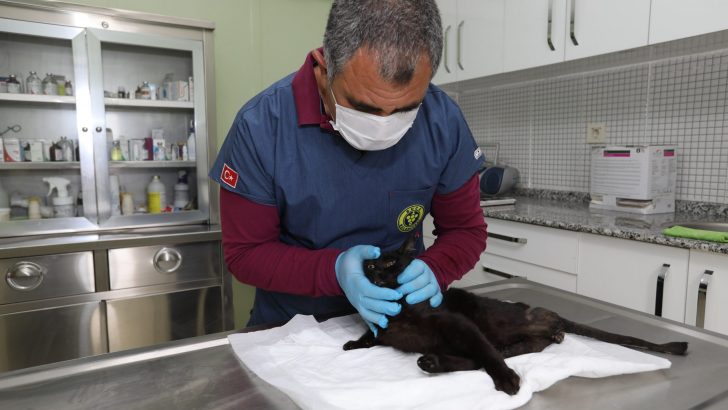 Deprem mağduru Beyaz, Engelli Kedi Evi’nde yaşama tutundu