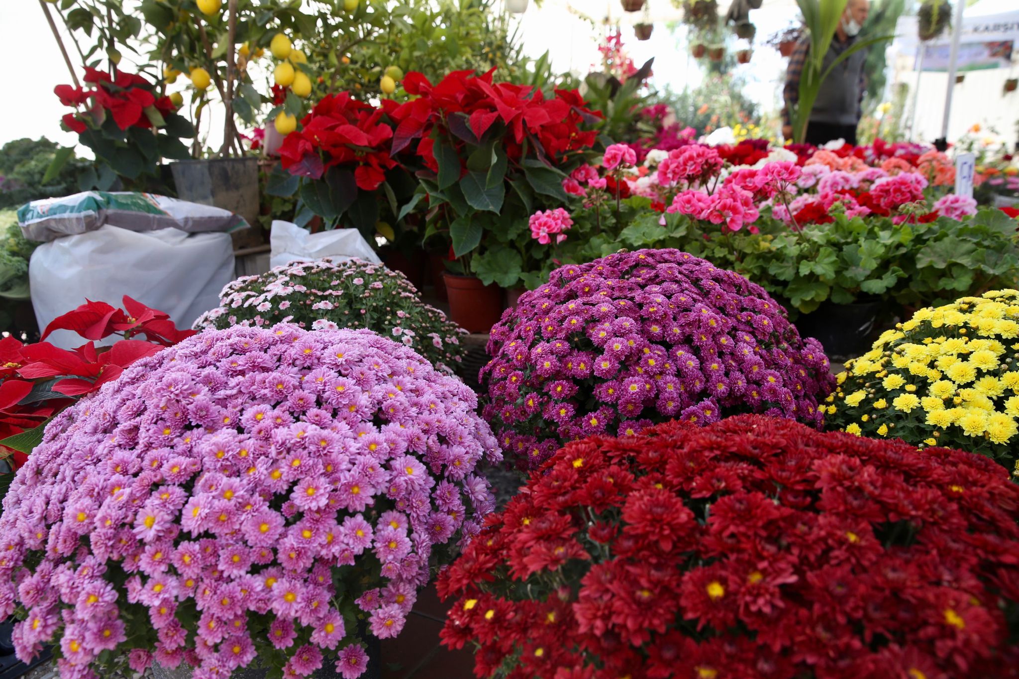 Karşıyaka ‘Sonbahar Çiçek Festivali’ ile renklendi 