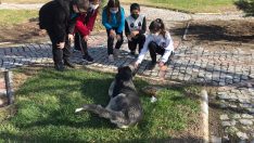 Sokak hayvanları için ortaokul öğrencilerinden Avrupa Birliği Projesi