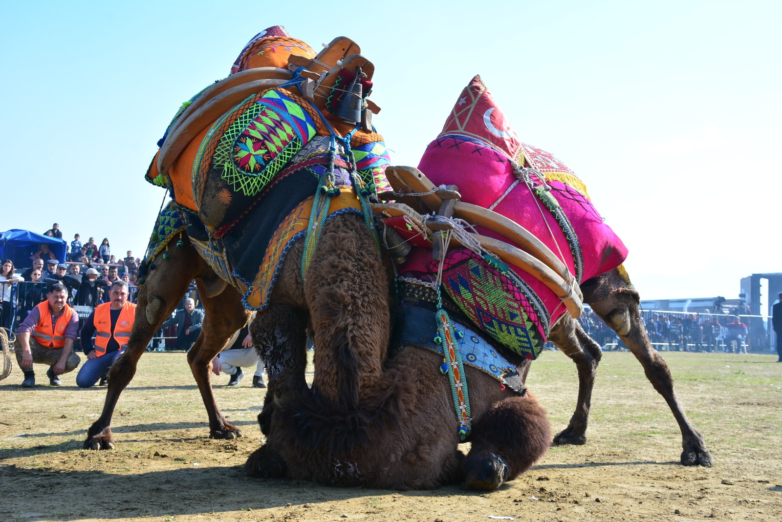 Bölgenin en büyük deve güreşi 6 Şubat'ta Torbalı'da