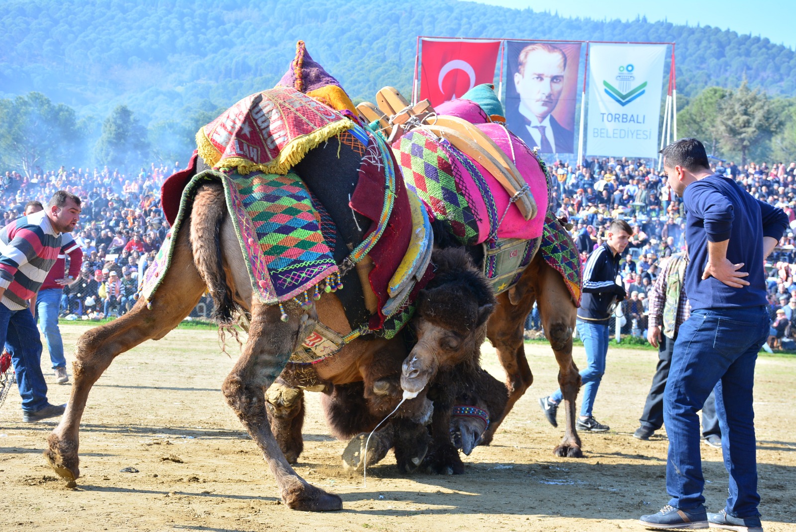 Bölgenin en büyük deve güreşi 6 Şubat’ta Torbalı’da