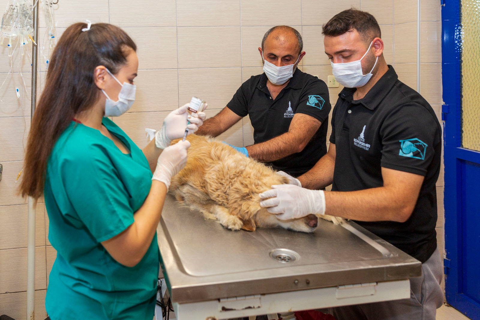İzmir Büyükşehir Belediyesi ve Veteriner Hekimleri Odası sokak hayvanları için el ele