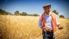 İzmir Büyükşehir Belediyesi’nden üreticiye tam destek Buğdayın kilosu 10 liradan alınacak