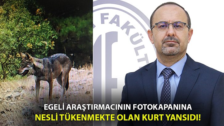 Fotokapana nesli tükenmekte olan kurt yansıdı!