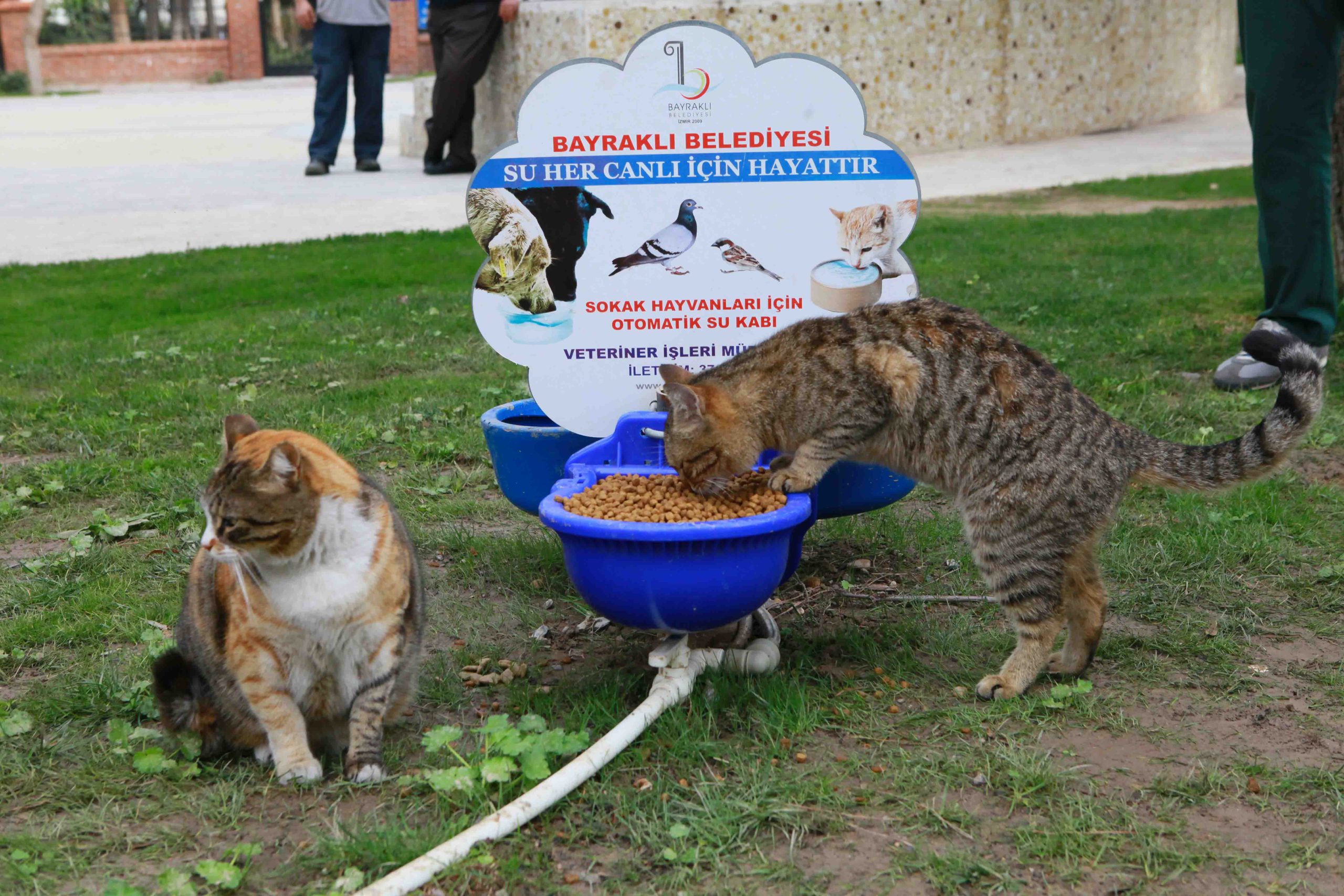 Bayraklı Belediyesinden sokak kedilerine sıcak yuva