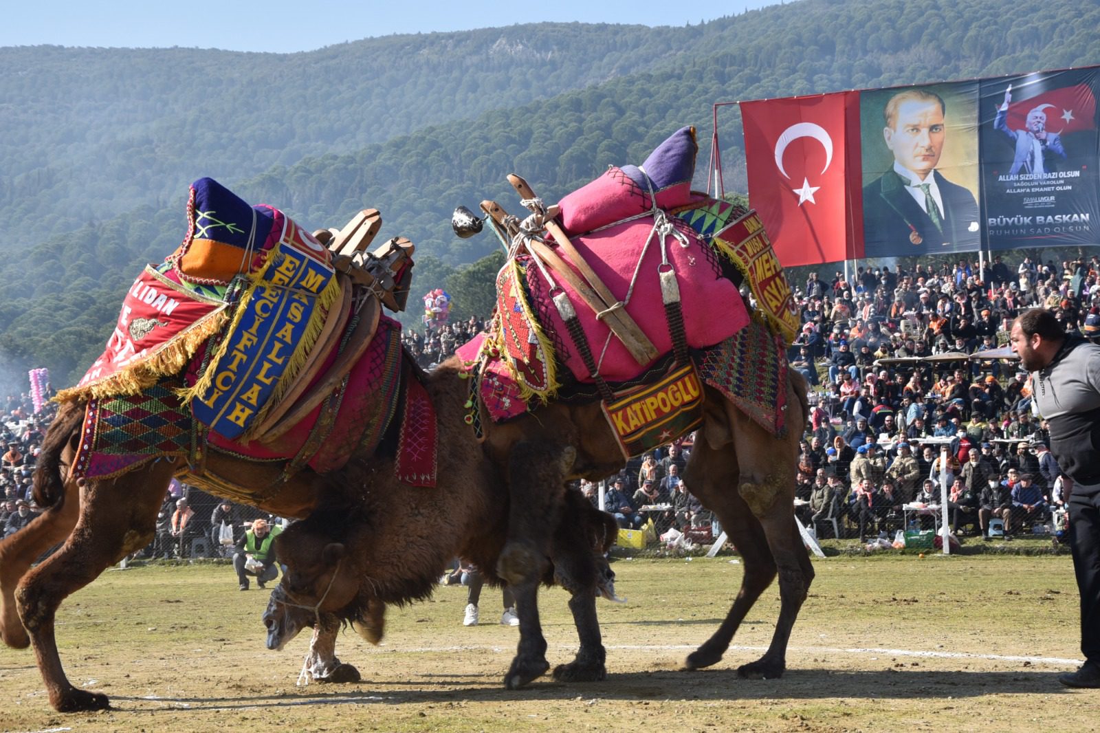 Bölgenin en büyük deve güreşi festivali 5 Şubat’ta Torbalı’da