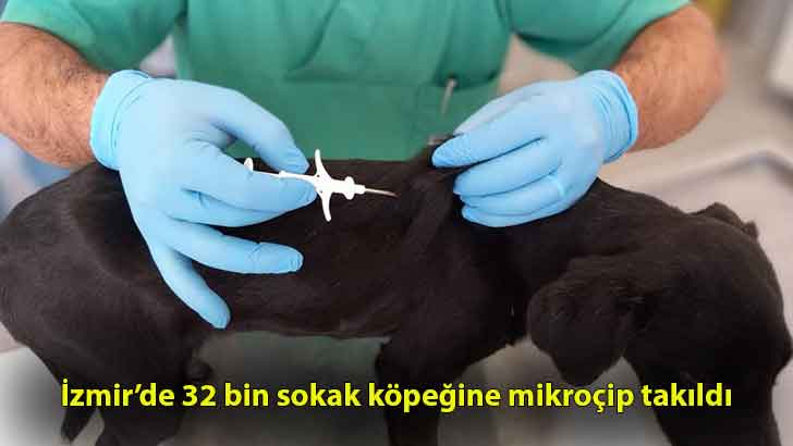 İzmir’de 32 bin sokak köpeğine mikroçip takıldı