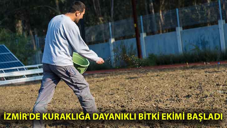 İzmir’de kuraklığa dayanıklı bitki ekimi başladı