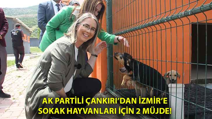 AK Partili Çankırı’dan İzmir’e sokak hayvanları için 2 müjde!
