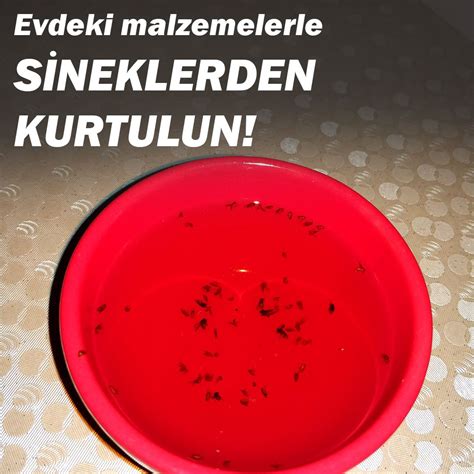 Evde Kara Sineklerden Nasıl Kurtulabiliriz?