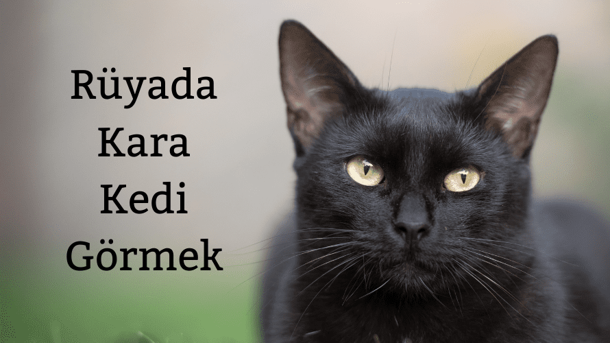 Rüyada Kara Kedi Görmek 2023