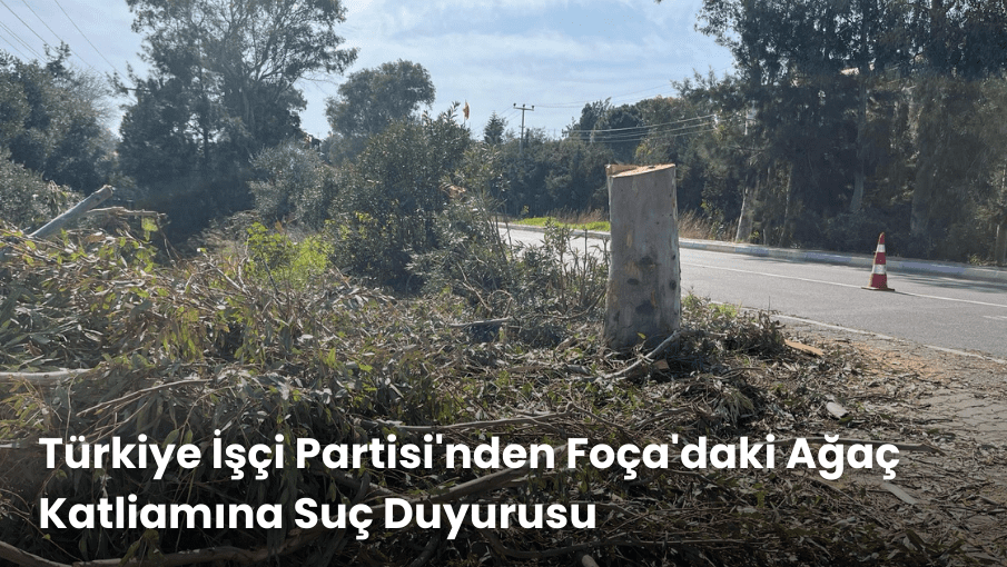 Türkiye İşçi Partisi’nden Foça’daki Ağaç Katliamına Suç Duyurusu