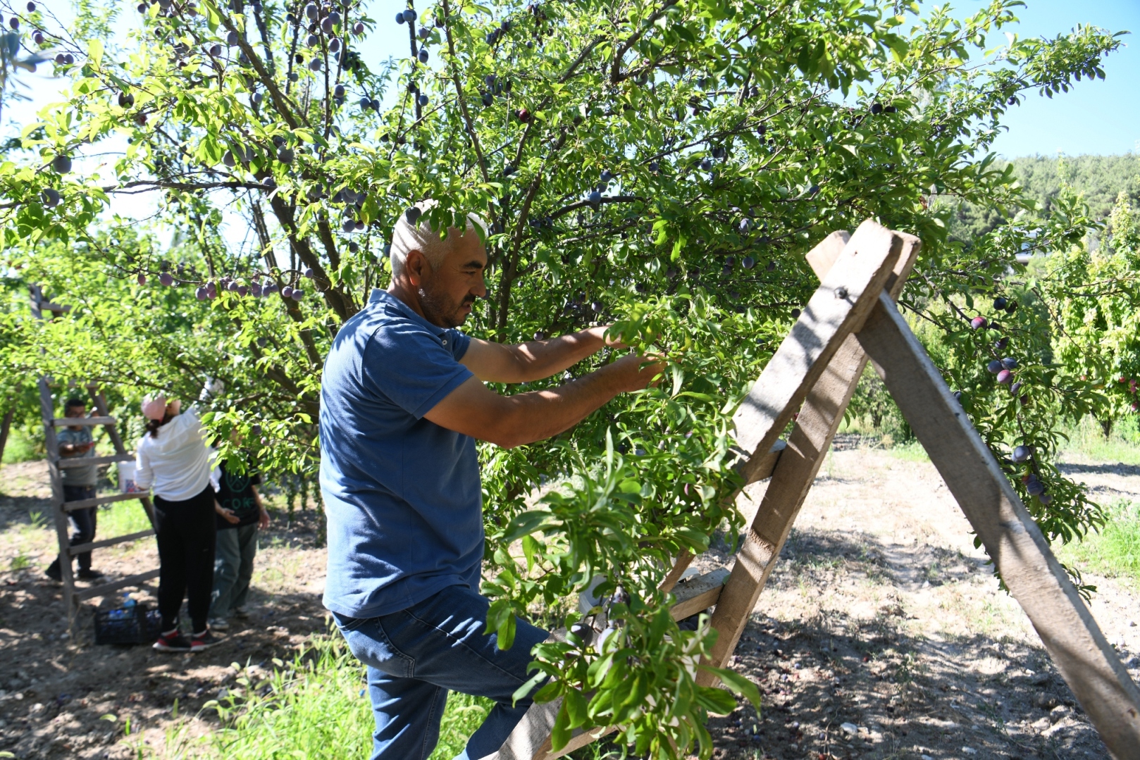 Bornova Belediyesi çiftçinin yardımına yetişiyor