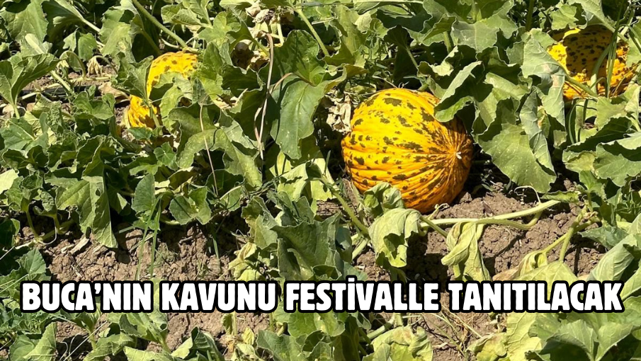 Buca’nın kavunu festivalle tanıtılacak