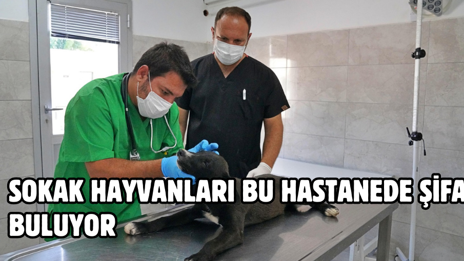 Sokak hayvanları bu hastanede şifa buluyor