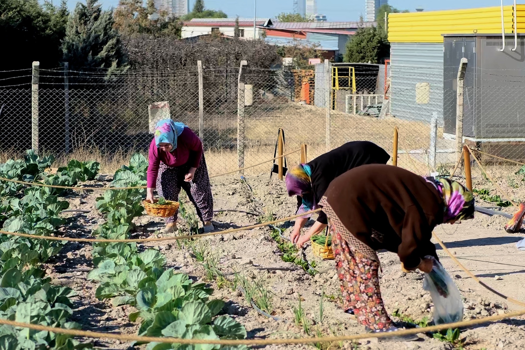 Bornova'da doğal ürünler kadınların emekleriyle yeşeriyor