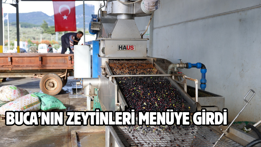 Buca’nın zeytinleri menüye girdi