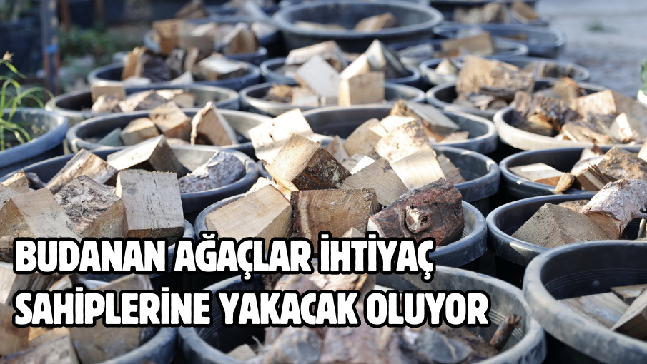 Budanan ağaçlar ihtiyaç sahiplerine yakacak oluyor