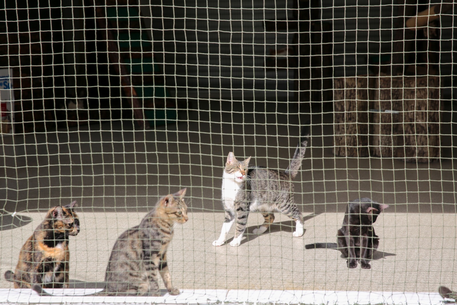 Konak’ın engelleri aşan Kedi Evi’nden sahiplenme çağrısı