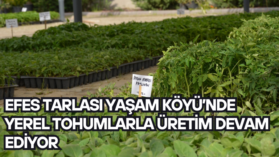 Efes Tarlası Yaşam Köyü’nde Yerel Tohumlarla Üretim Devam Ediyor