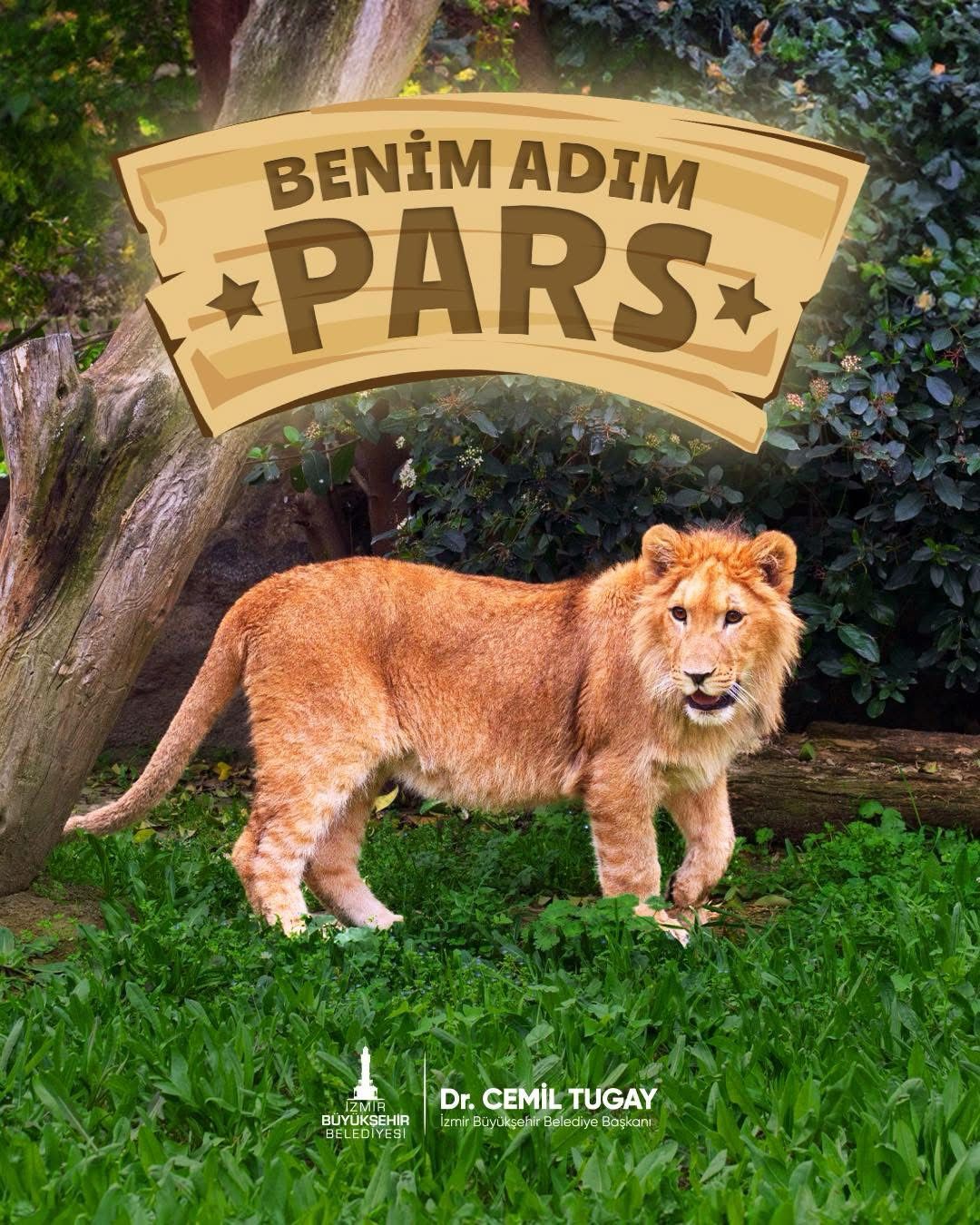 Pars mı Bu? Bu Bildiğin Aslan!