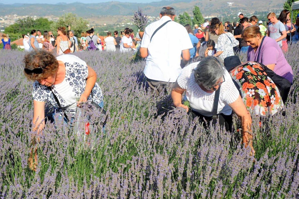 Mis Gibi Şenlik: Seferihisar’da Lavanta Büyüsü Başlıyor
