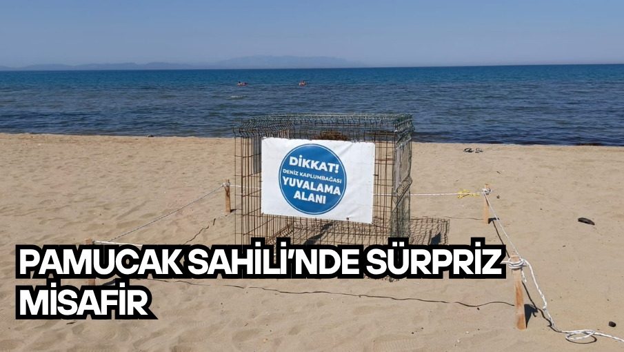 Pamucak Sahili’nde Sürpriz Misafir
