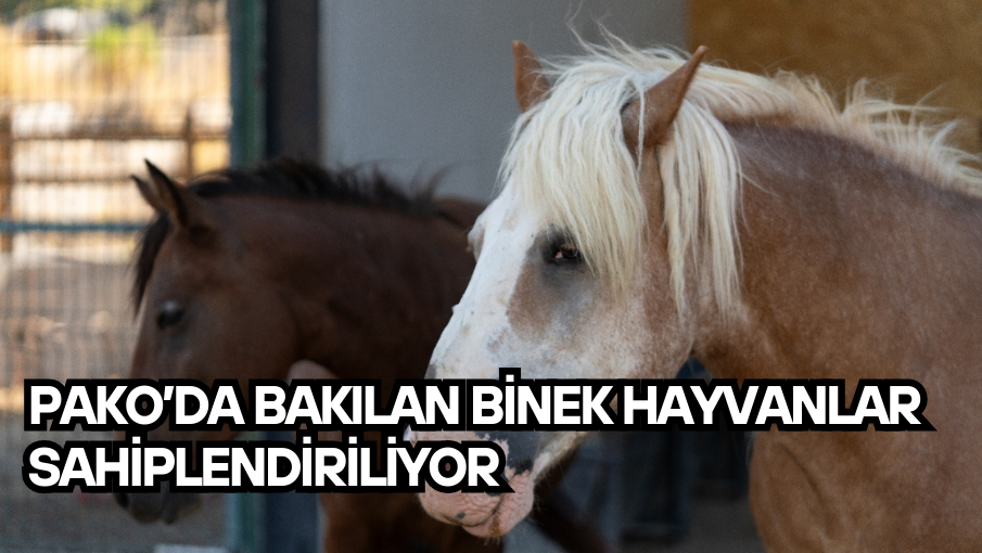 Pako’da bakılan binek hayvanlar sahiplendiriliyor