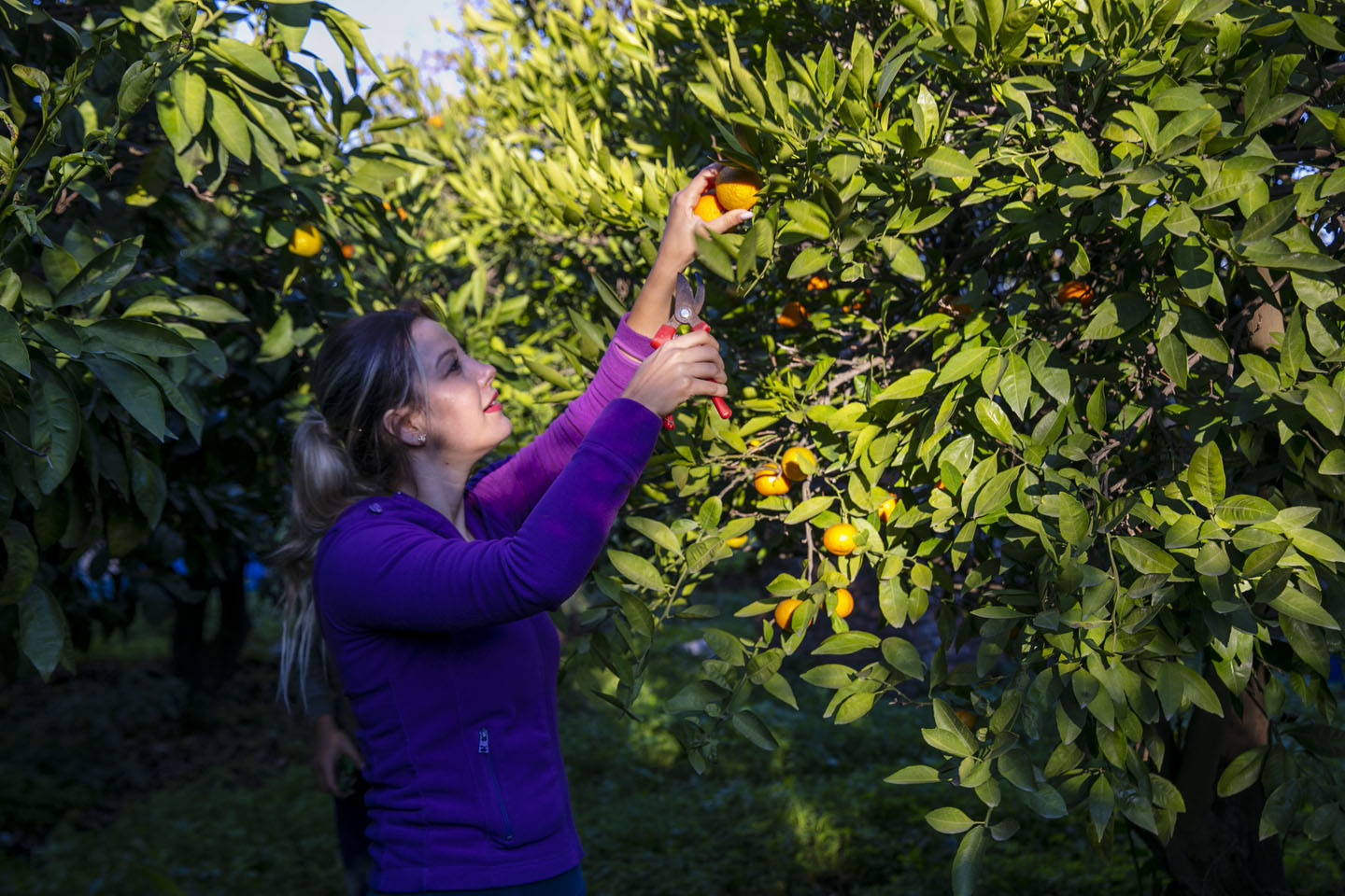 Belediye Topladı Halka Dağıttı