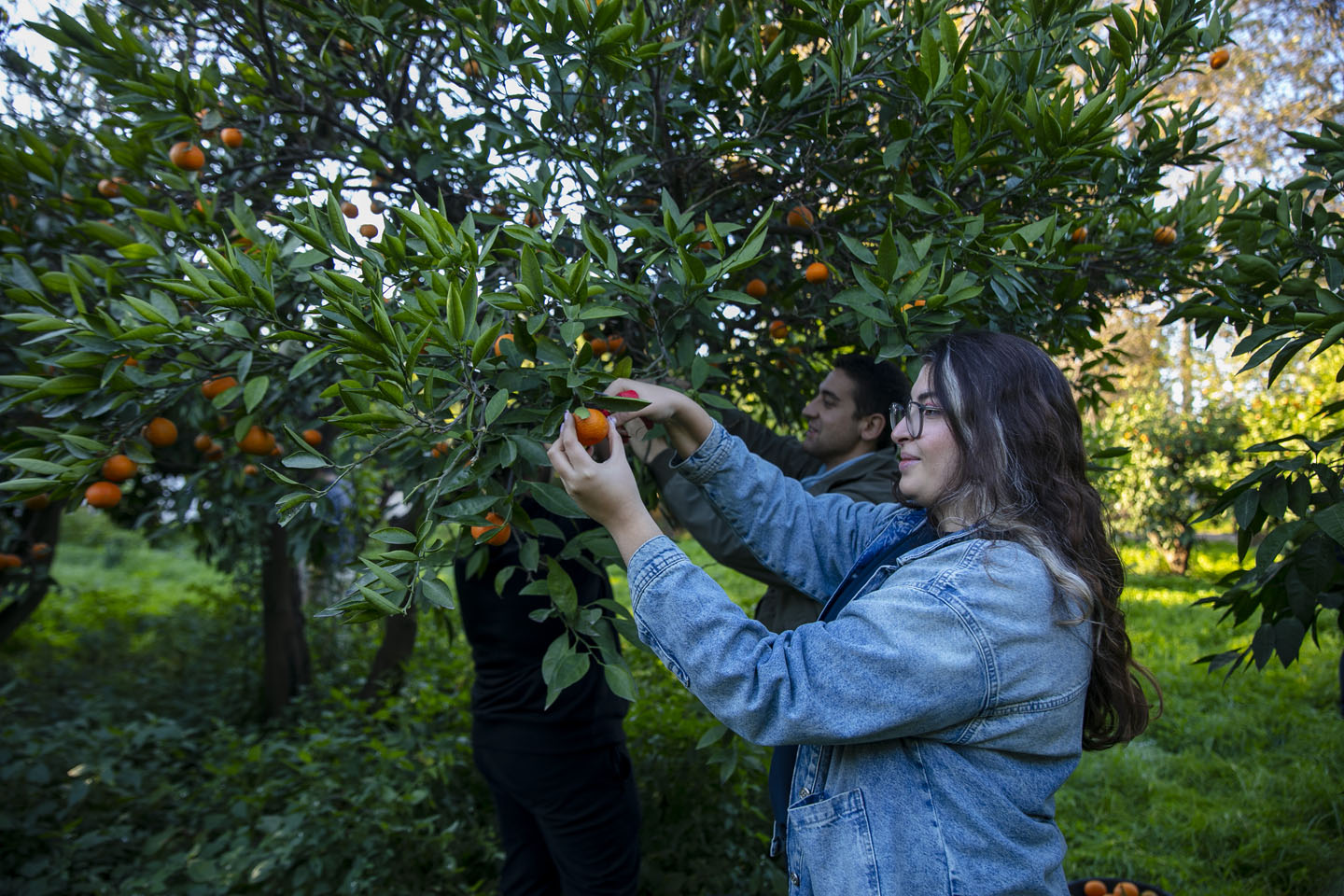 Belediye Topladı Halka Dağıttı