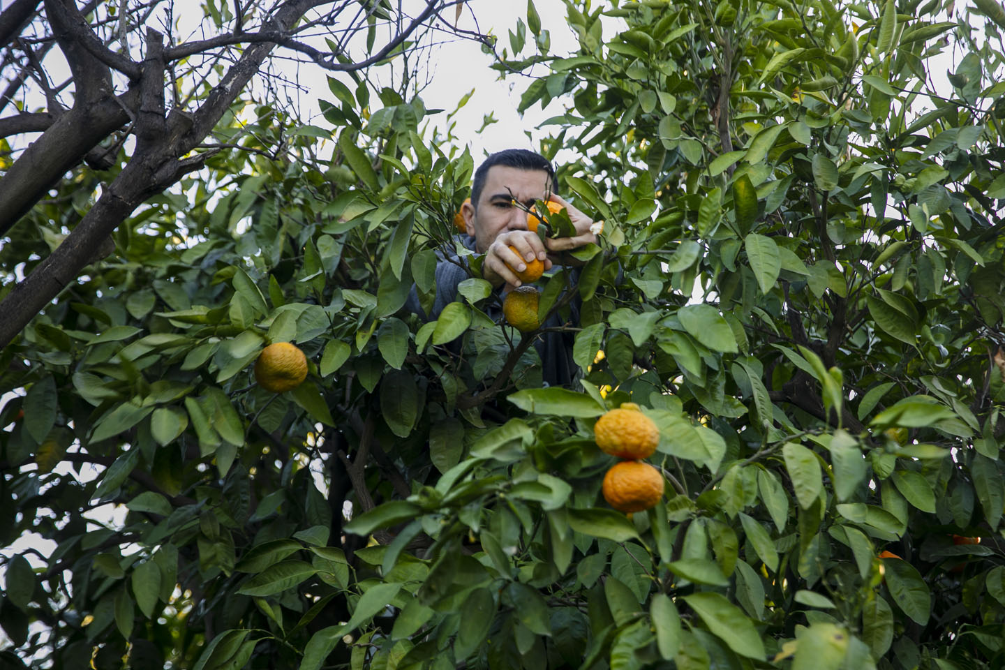Belediye Topladı Halka Dağıttı