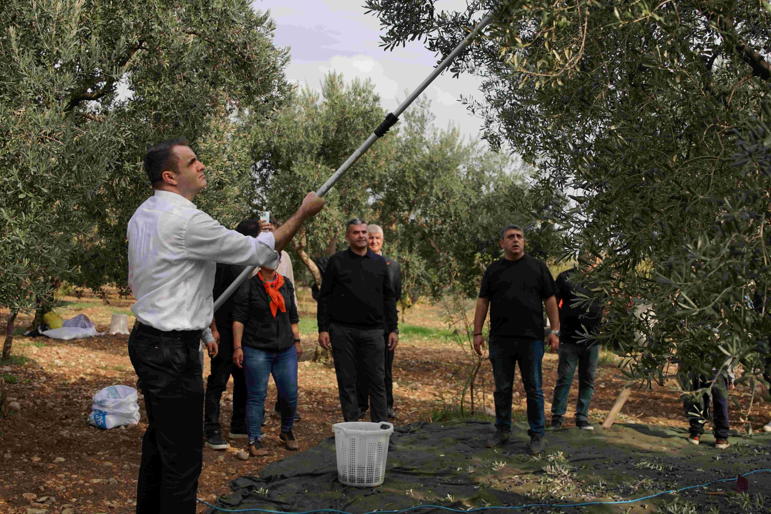 GÜÇ YILIN İLK ZEYTİN HASADINA KATILDI GÜÇ YILIN İLK ZEYTİN HASADINA KATILDI