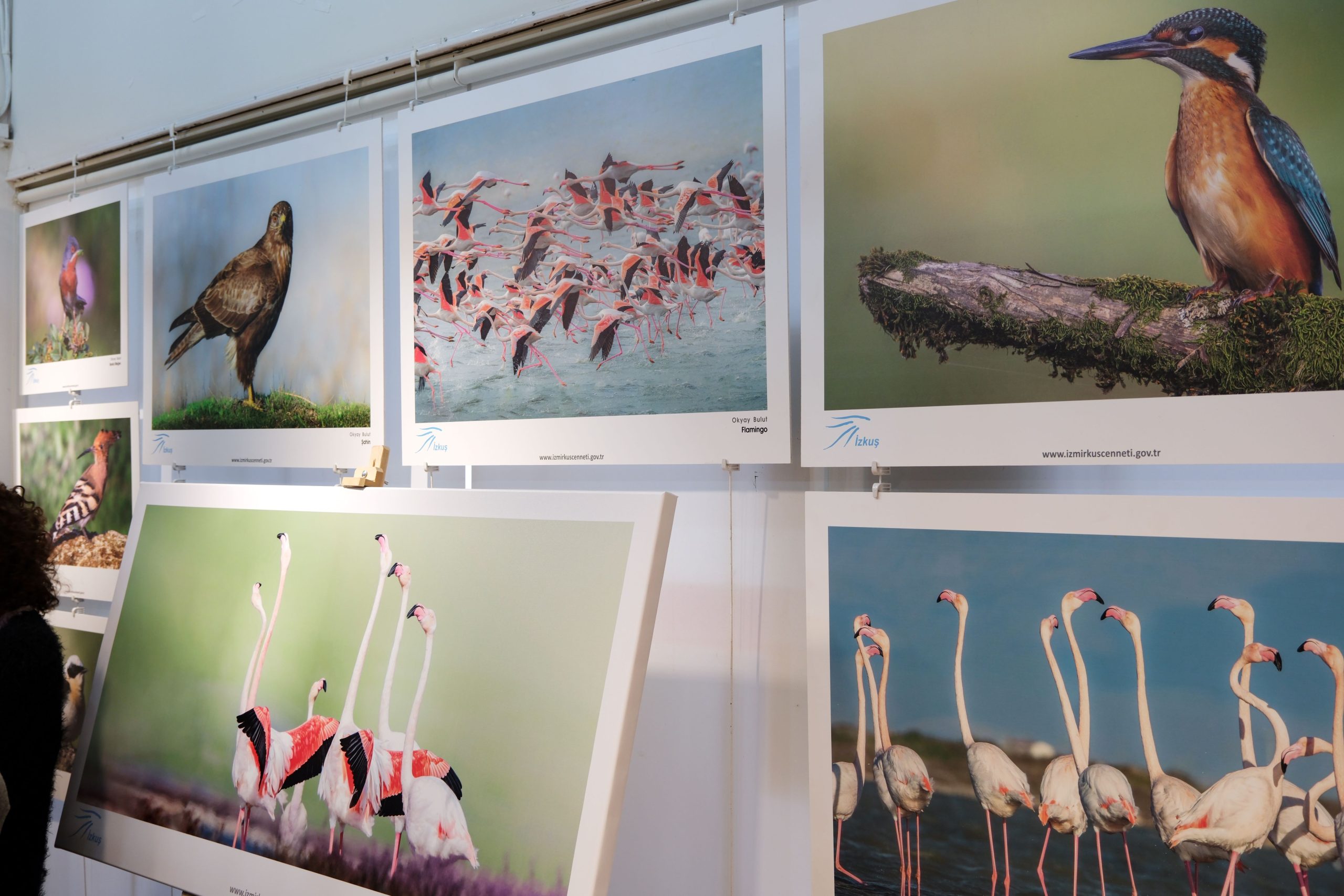 FOÇA’DA YABAN HAYATI VE KUŞ KARİKATÜRÜ ÖDÜLLERİ SAHİPLERİNİ BULDU