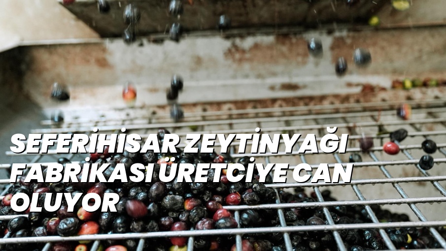SEFERİHİSAR ZEYTİNYAĞI FABRİKASI ÜRETCİYE CAN OLUYOR