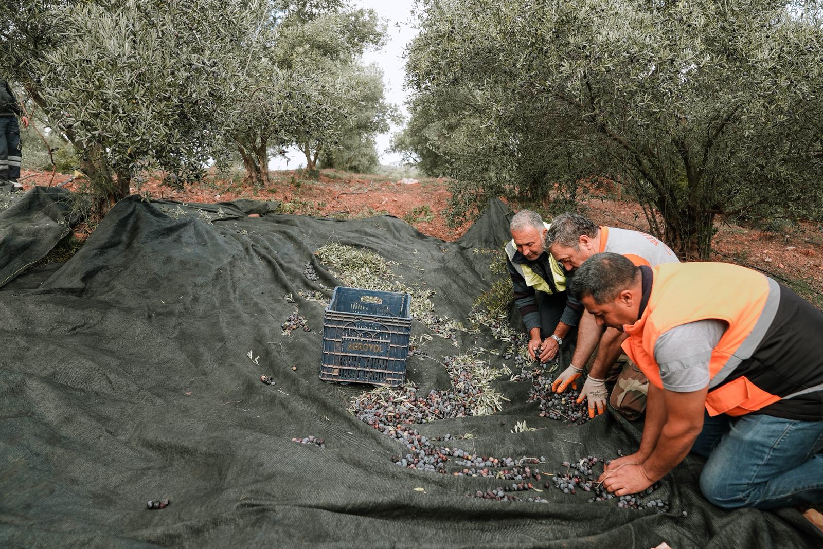 SEFERİHİSAR ZEYTİNYAĞI FABRİKASI ÜRETCİYE CAN OLUYOR