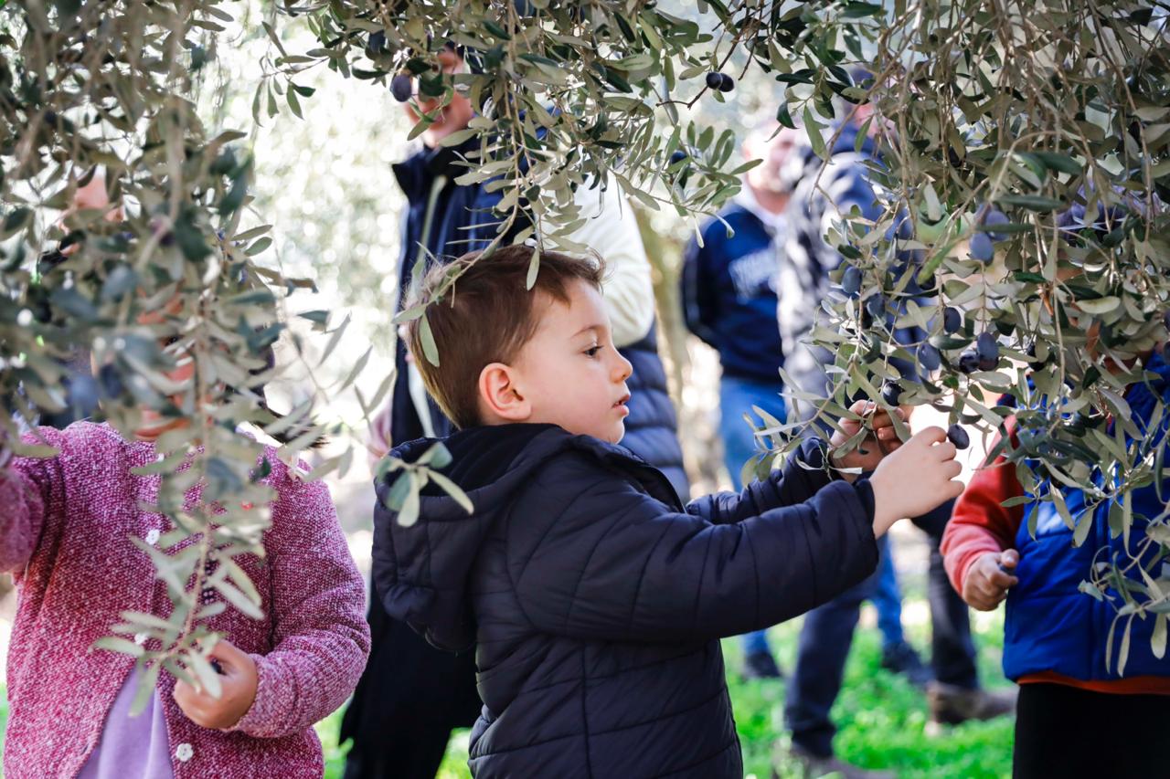 Seferihisar Belediyesi’nden örnek proje; Çocukların topladığı zeytinler sofralara bereket olacak Seferihisar Belediyesi’nden örnek proje; Çocukların topladığı zeytinler sofralara bereket olacak