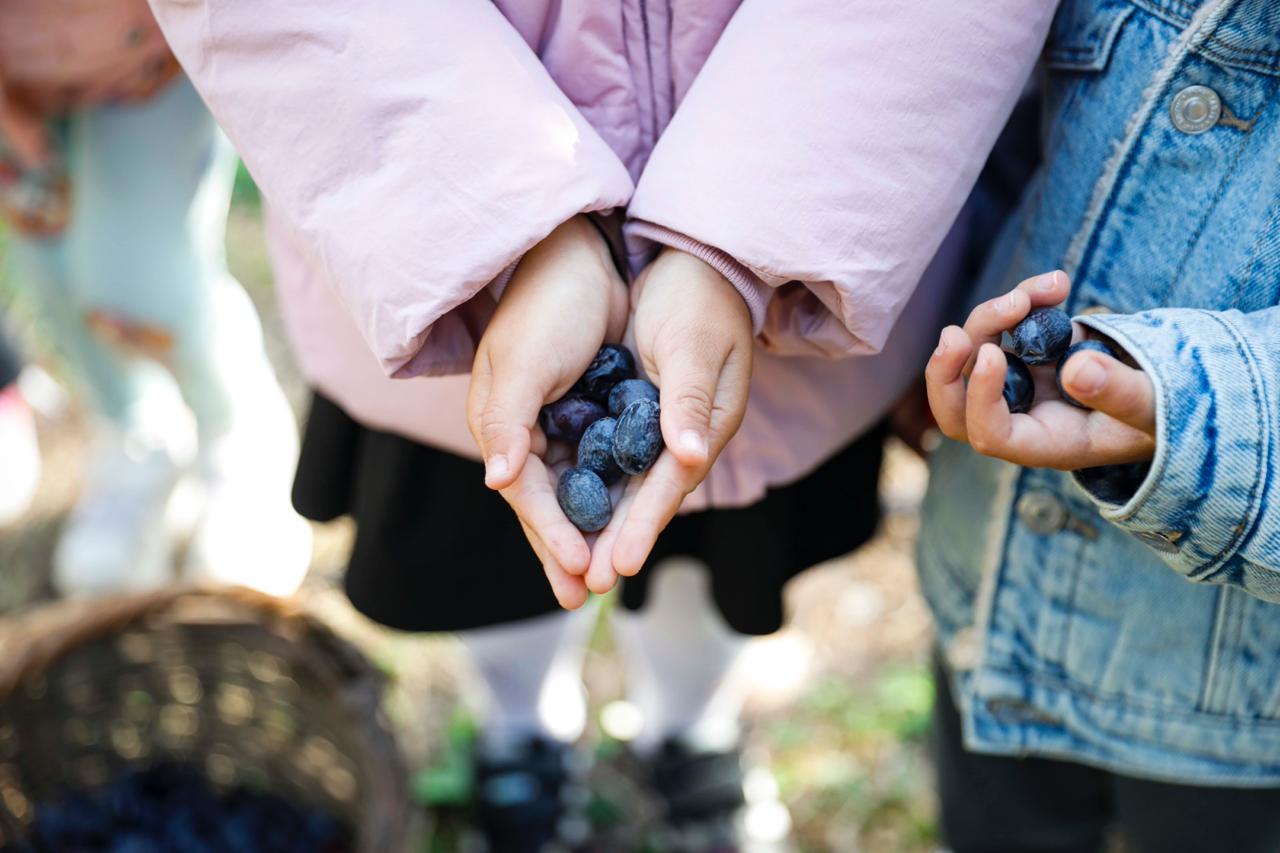 Seferihisar Belediyesi’nden örnek proje; Çocukların topladığı zeytinler sofralara bereket olacak Seferihisar Belediyesi’nden örnek proje; Çocukların topladığı zeytinler sofralara bereket olacak