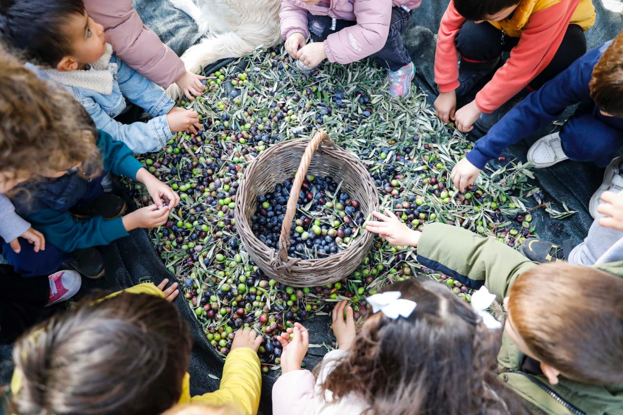 Seferihisar Belediyesi’nden örnek proje; Çocukların topladığı zeytinler sofralara bereket olacak Seferihisar Belediyesi’nden örnek proje; Çocukların topladığı zeytinler sofralara bereket olacak