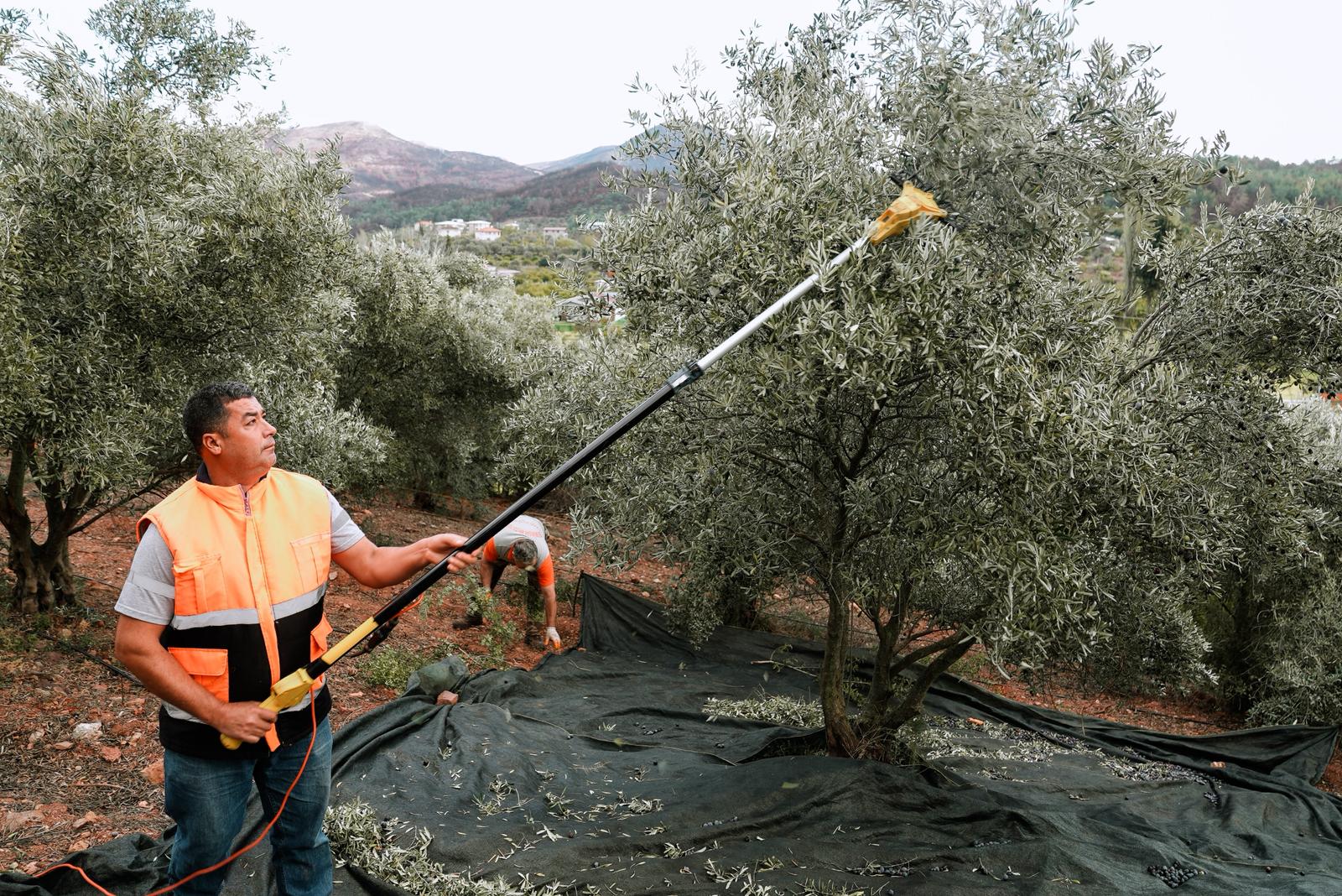 SEFERİHİSAR ZEYTİNYAĞI FABRİKASI ÜRETCİYE CAN OLUYOR