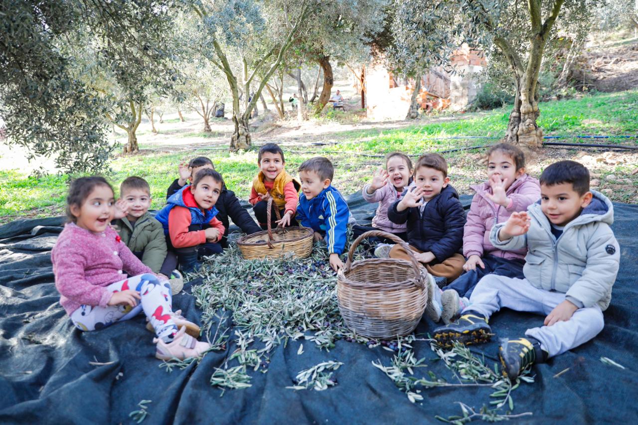 Seferihisar Belediyesi’nden örnek proje; Çocukların topladığı zeytinler sofralara bereket olacak Seferihisar Belediyesi’nden örnek proje; Çocukların topladığı zeytinler sofralara bereket olacak