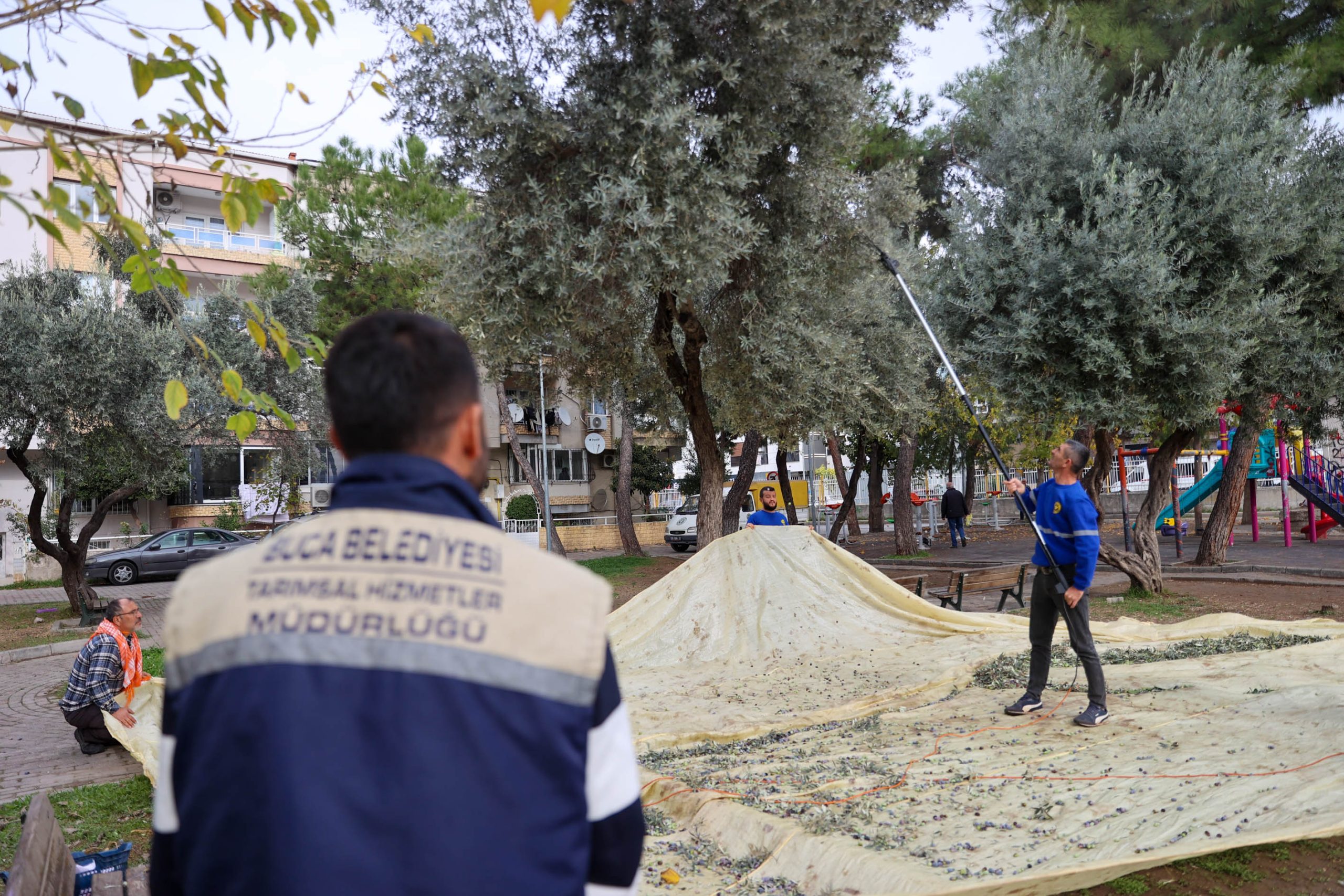 BUCA’DA ZEYTİN HASADI ZAMANI