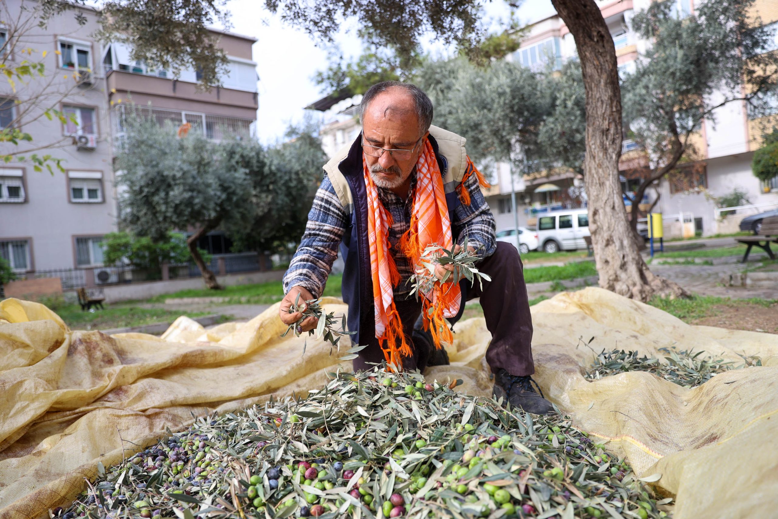 BUCA’DA ZEYTİN HASADI ZAMANI