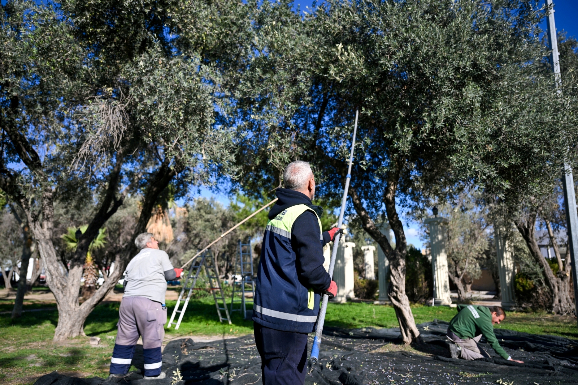 BORNOVA’DA 1500 ZEYTİN AĞACINDA HASAT BAŞLADI BORNOVA’DA 1500 ZEYTİN AĞACINDA HASAT BAŞLADI